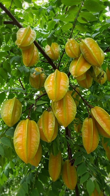 A close-up photograph of yellow star fruit (carambola) growing on a tree branch surrounded by green leaves.