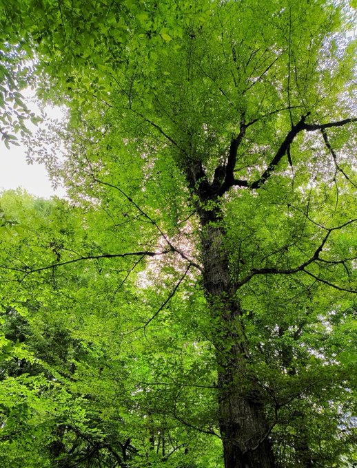 A low-angle photograph captures a tall tree with a thick dark trunk and lush green canopy reaching toward a bright sky.
