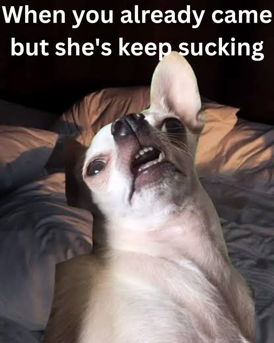 A meme featuring a close-up of a small white Chihuahua dog with a peculiar expression, overlaid with the text 'When you already came but she's keep sucking'.