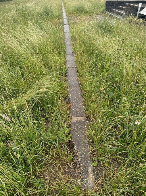 A narrow concrete path stretches through tall, overgrown grass, with a few dark stone steps visible in the upper right corner—offering just enough stepping stones to navigate without ever touching the grass.