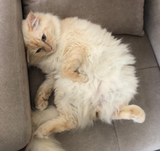 A fluffy cream and white cat lies on its back on a gray couch, showing its belly and looking up at the camera with blue eyes.