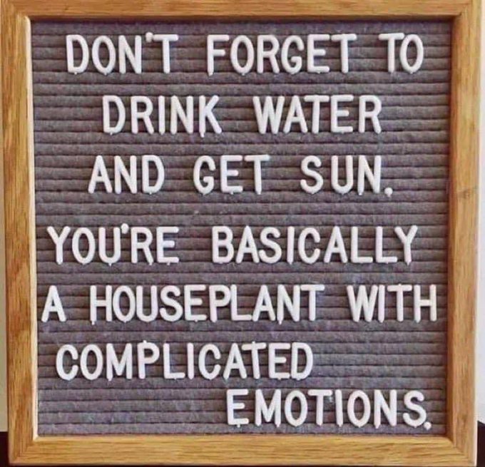 A gray felt letter board with a wooden frame displaying the humorous message: 'DON'T FORGET TO DRINK WATER AND GET SUN. YOU'RE BASICALLY A HOUSEPLANT WITH COMPLICATED EMOTIONS.'