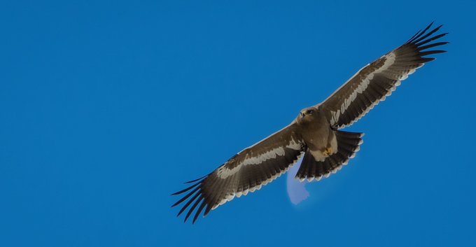 A large bird of prey soaring through a clear blue sky with its wings spread wide.