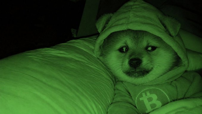 A small dog wearing a hooded outfit with a Bitcoin logo on the chest is photographed with a green night-vision filter, resting on a pillow.