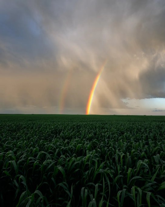 A scenic photograph of a vibrant double rainbow arcing over a lush green cornfield under dramatic, cloudy skies.