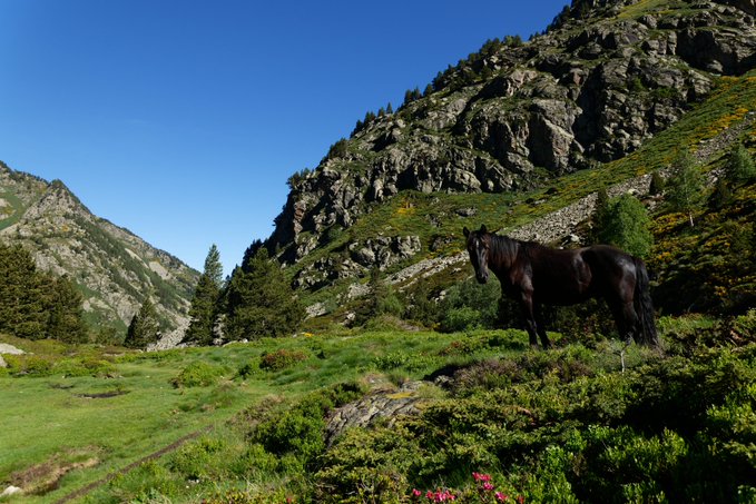 A black horse stands in a lush green mountain valley under a clear blue sky.