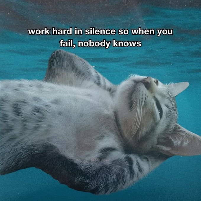 A photo of a gray cat lying on its back in shallow turquoise water with the text 'work hard in silence so when you fail, nobody knows'.