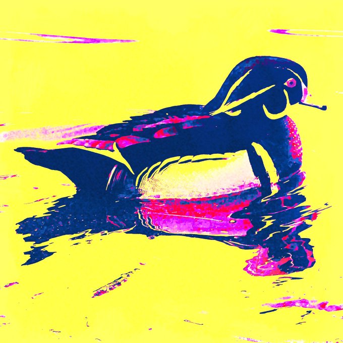 A stylized, high-contrast pop art image of a duck swimming on water, rendered in dark blue, pink, and white against a bright yellow background.