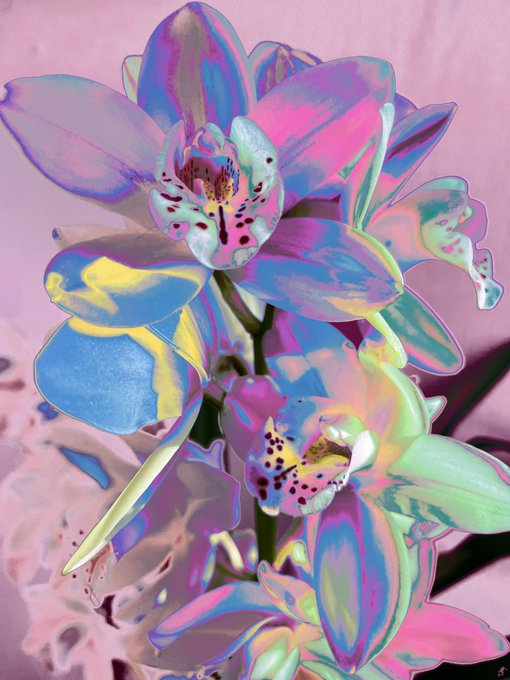 An image of cymbidium orchids rendered in iridescent, holographic colors of pink, blue, green, and yellow against a pale background.