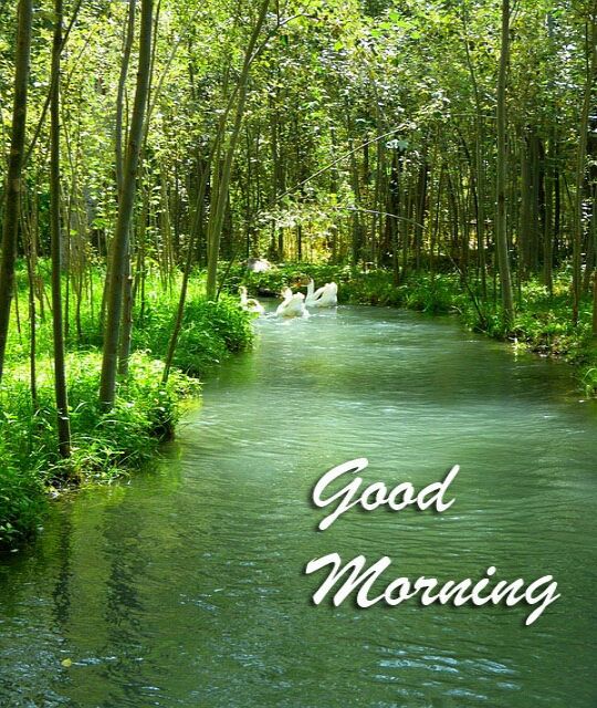A scenic photograph of a green stream flowing through a lush forest, with three white swans swimming in the water and the text 'Good Morning' overlaid in white script.