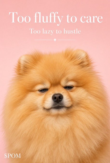 An image of a fluffy Pomeranian dog on a pink background with the text 'Too fluffy to care, Too lazy to hustle' and a '$POM' logo.