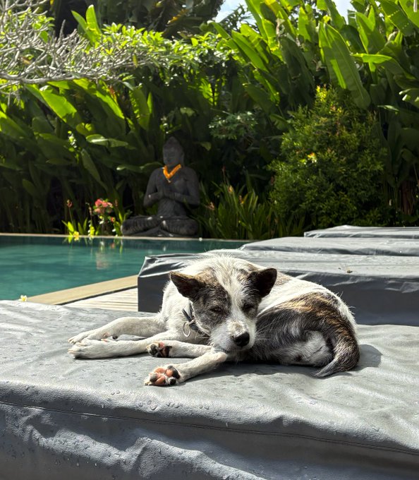 A white and gray dog with dark patches relaxing on a gray cushion outdoors, with a swimming pool, lush tropical greenery, and a seated Buddha statue wearing an orange garland in the background.
