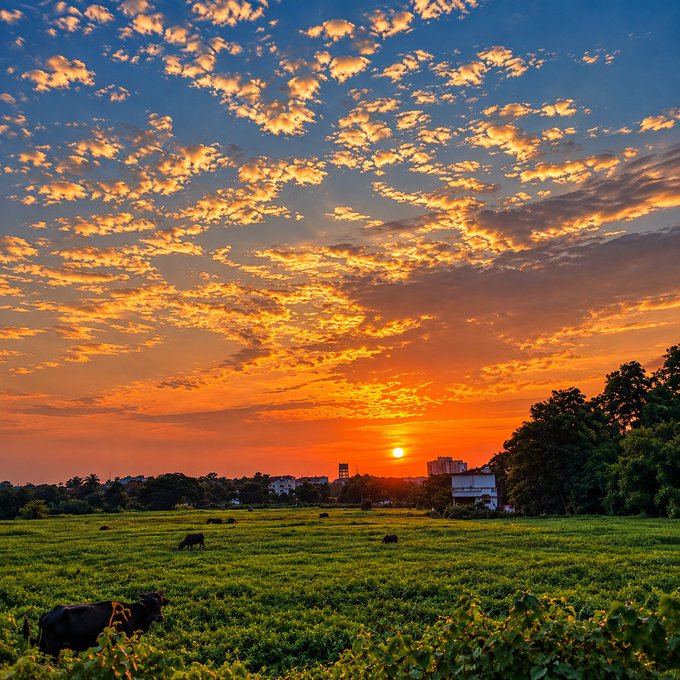 A vibrant sunset scene shows an orange sky filled with scattered clouds over a green field where cows graze, with buildings and trees visible on the horizon.