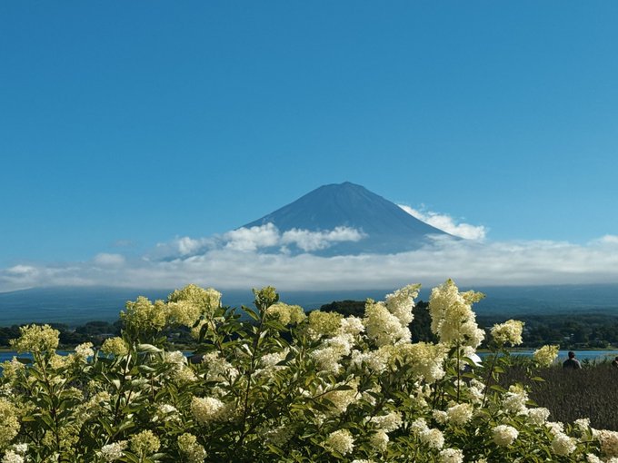 A scenic view of Mount Fuji rises majestically above a layer of clouds, framed by white blooming hydrangeas in the foreground under a clear blue sky. The serene mountain landscape mirrors the post's optimistic tone, with the calm beauty of the iconic peak symbolizing a hopeful outlook on the eventual recovery and rebound in the market.