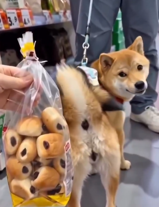 A Shiba Inu dog wearing a harness looks at a plastic bag of dog treats shaped like mini Shiba faces, held by a person in a store aisle.