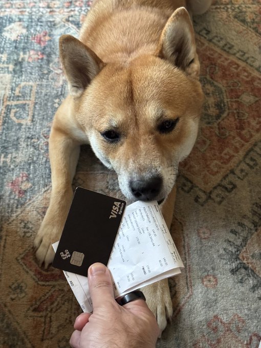 A Shiba Inu dog lying on a patterned rug, with a person's hand holding a Visa credit card and a receipt in front of the dog's face.