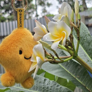 A cute yellow Binance-branded plush keychain hanging next to a cluster of white and yellow plumeria flowers with water droplets on green leaves.