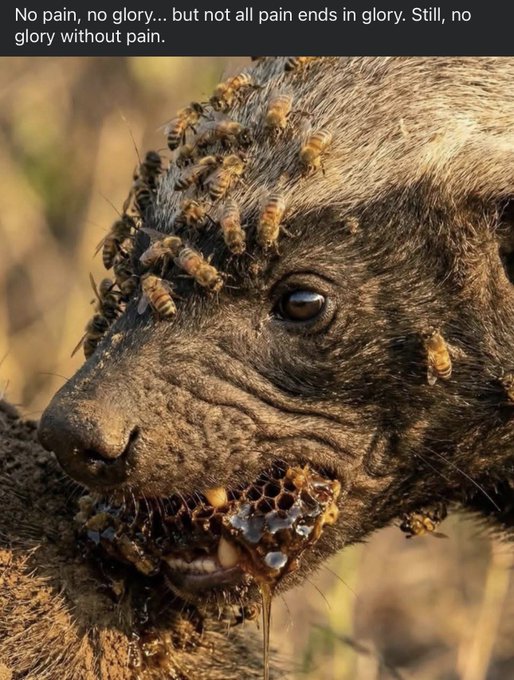 The image features a close-up view of a dog's face with numerous bees stuck to its fur. The dog appears to be covered in honeycomb or bee stings, which are visible as black spots against its fur. The background of the photo is blurred and out of focus, drawing attention to the dog and its bee-infested appearance.