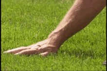 The image shows a person's hand reaching down into a patch of grass, with their fingers extended outwards. The background appears to be a grayish-green color, which contrasts with the vibrant green of the grass. There are no other objects or people visible in the image, and it seems to be a simple, everyday scene focused on the person's interaction with nature.