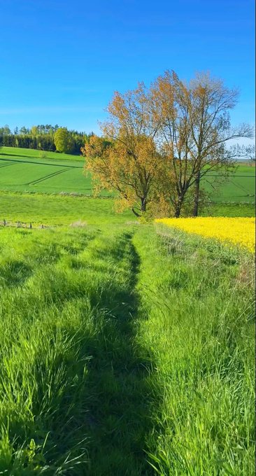 A vibrant green grassy field with a worn path leads toward a large tree, bordered by a yellow flowering crop under a clear blue sky.