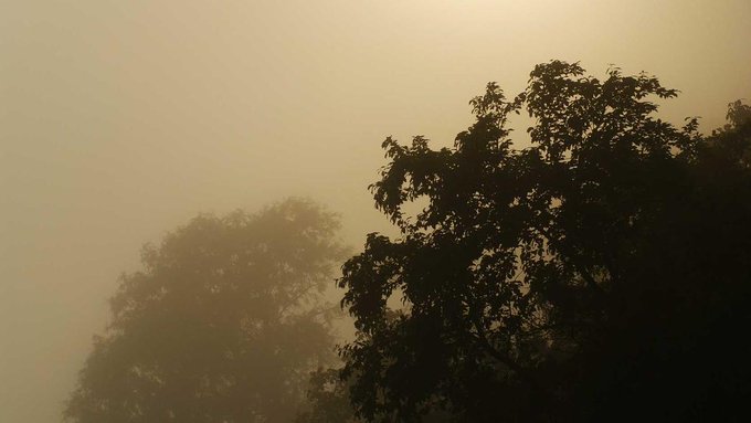 A moody photograph of tree silhouettes emerging from dense, golden-tinted fog or mist, with a soft light source creating a hazy atmosphere.