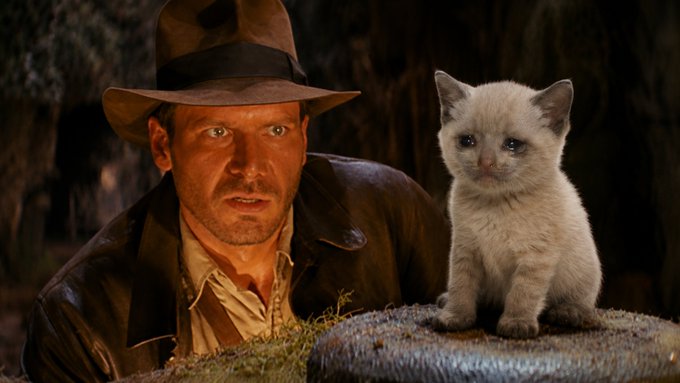 A man in a fedora and leather jacket, resembling Indiana Jones, looks at a small sandy-colored kitten sitting on a stone surface.
