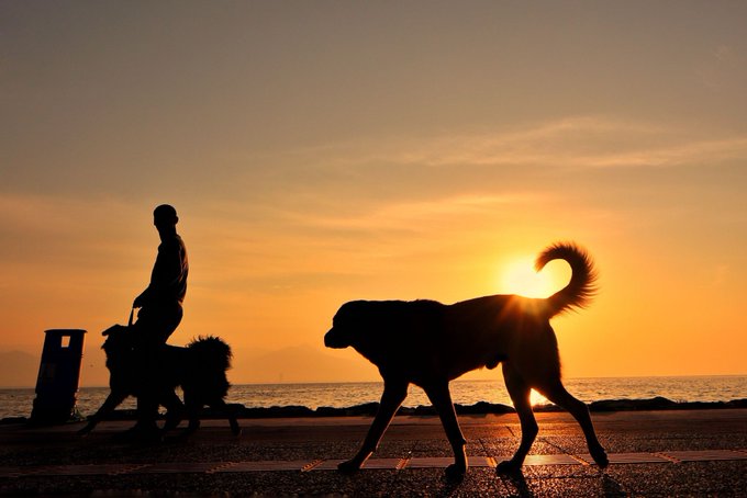 A silhouette of a person walking two dogs along a waterfront at sunset, with the sun creating a warm orange glow behind the larger dog's curled tail.