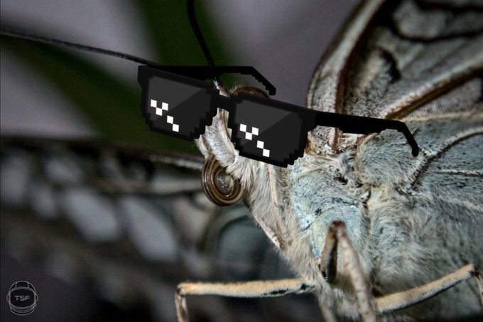 A close-up macro photograph of a moth or butterfly wearing pixelated 'deal with it' style sunglasses digitally added to the image, with a 'TSF' watermark in the corner.