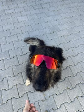 An adorable fluffy black dog wearing reflective orange sunglasses looking up at the camera from a paved brick surface.