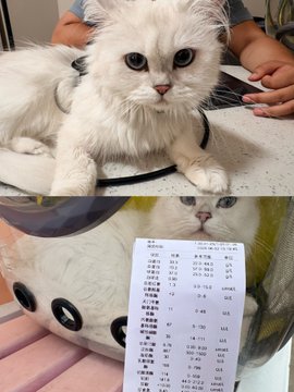 The image features two photos of a white cat lying down next to a wallet. The wallet has Chinese characters written on it, which suggests that this could be an advertisement or promotional material for Bitcoin Cash. The wallet appears to be a crypto survival plan, as indicated by its design and the presence of Chinese characters.