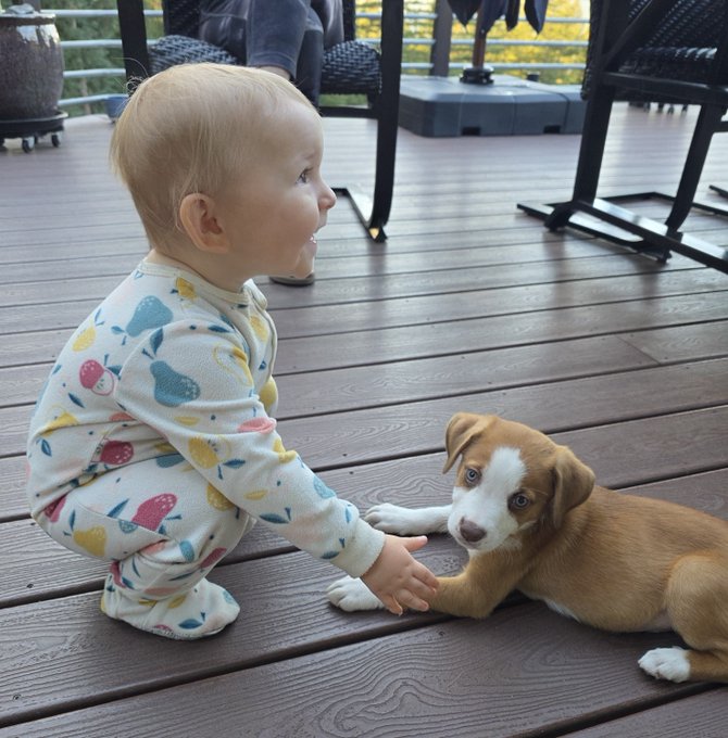 A toddler in heart-patterned pajamas crouches on a wooden deck, reaching out toward a brown and white dog lying on the floor.
