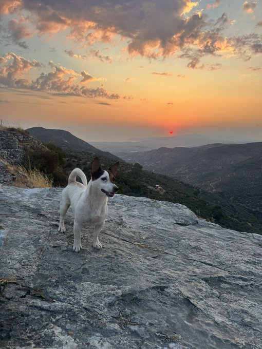 A small white and brown dog standing on a rocky surface with mountains and a sunset in the background.