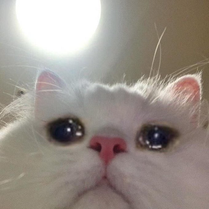 An extreme close-up of a white cat with large dark eyes staring directly at the camera, with a bright light source above.