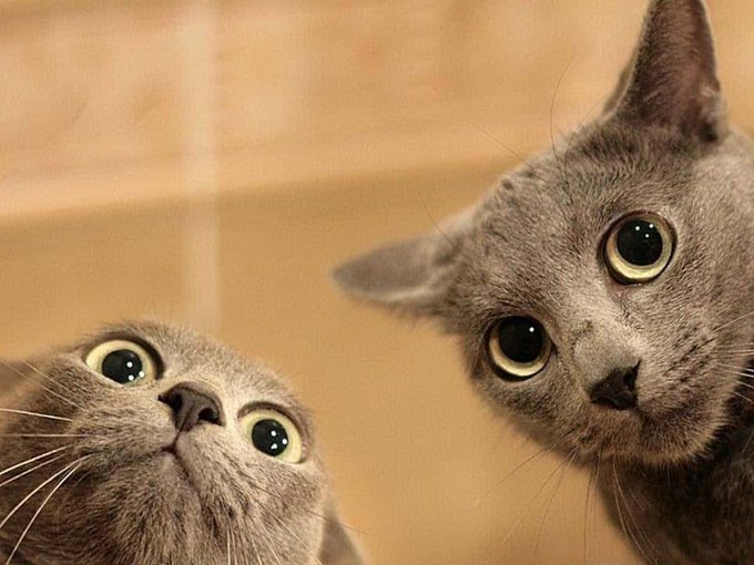Two grey cats peer directly at the camera from above, their large eyes wide against a beige tiled background.
