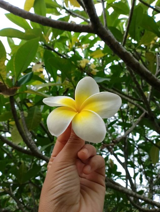 The image features a hand holding up a white flower with yellow centers against a background of green leaves, suggesting that the person might be enjoying nature or appreciating the beauty of flowers. The caption provided seems unrelated to the main subject matter but could be an attempt to connect the image to the post about building and bullish language on social media platforms.