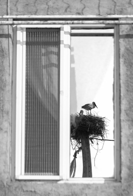 A black-and-white photograph framed through an open window reveals two storks nesting atop a wooden post, their delicate nest and slender forms contrasting against the muted architectural background. The monochromatic composition and timeless subject evoke the quiet, contemplative atmosphere suggested by the title "Quiet Contrast."