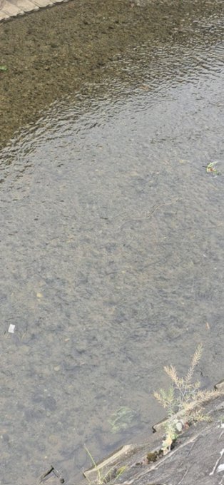 The image shows a river with a brown color, surrounded by rocks and vegetation. The water appears murky, which might be due to pollution or sedimentation. A person's photo can be seen at the bottom of the frame, possibly capturing this scene from above.