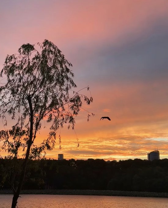 A bird flies across a vibrant pink and orange sunset sky over a body of water, with a silhouetted tree in the foreground and city buildings on the horizon.