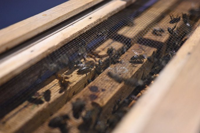 A close-up of a wooden beehive box with a mesh covering, showing numerous honey bees crawling over the wooden frames inside.