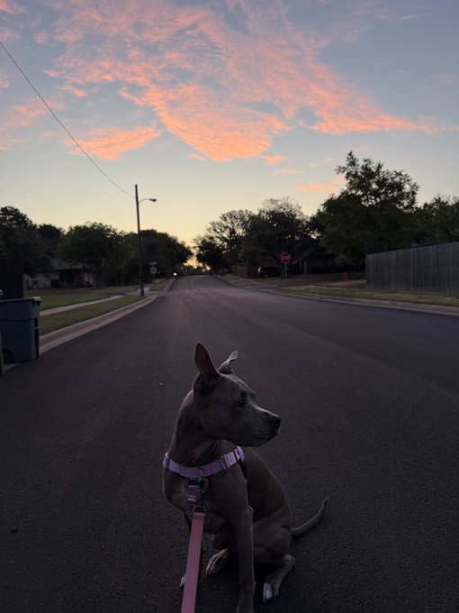 A grey pit bull-type dog with a pink harness sits on a residential street at sunset under a sky streaked with pink clouds.