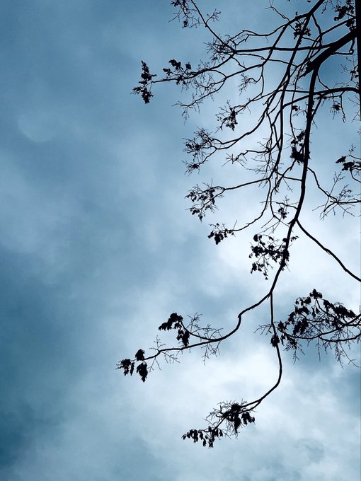 A moody photograph of bare tree branches with a few leaves silhouetted against a cloudy, dusky blue sky.