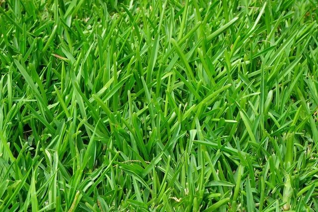 The image shows a close-up view of a field of grass, with its blades spread out and overlapping each other. The grass appears to be green and well-maintained, suggesting that it has been recently cut or trimmed. The background is blurred, drawing attention to the grass in focus. The post features an interesting caption about the grass touching day, which could be a reference to the time of year when the grass starts to grow again after being dormant during the colder months.

The image does not contain any discernible text other than the caption and possibly some additional information about the grass or its care.