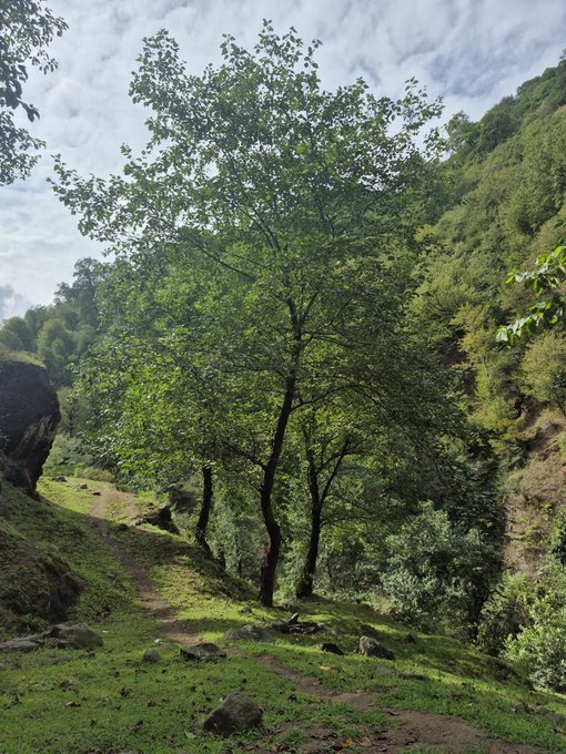 A serene forest landscape with a grassy path, lush green trees, and rocky cliffs under a partly cloudy sky.