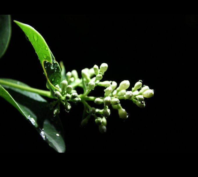 A close-up macro photograph shows a green plant with small buds covered in water droplets against a stark black background.