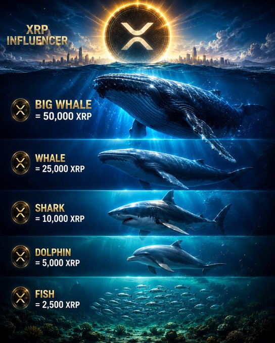 The image shows four different types of sharks swimming in a blue ocean with a city skyline visible in the background. The sharks are arranged from left to right, each representing a different stage or influence level for XRP. The first shark represents the Big Whale stage, which is worth 50,000 XRP. The second shark represents the Shark stage, which is worth 10,000 XRP. The third shark represents the Dolphin stage, which is worth 5,000 XRP. Finally, the fourth shark represents the Fish stage, which is worth 2,500 XRP.