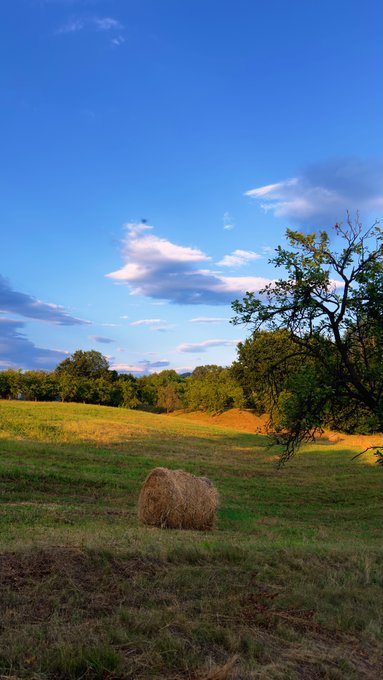 A scenic landscape shows a round hay bale resting in a golden-grassed meadow, with green trees and a bright blue sky scattered with clouds.