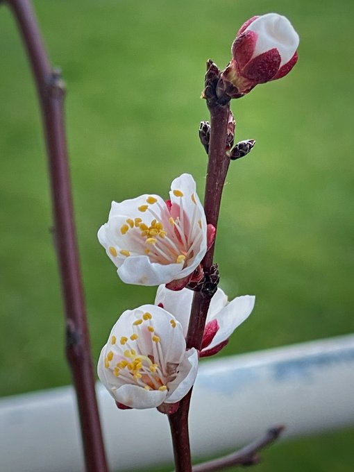 A close-up photograph of white blossoms with yellow stamens on a branch, with a closed bud at the top, set against a blurred green background.
