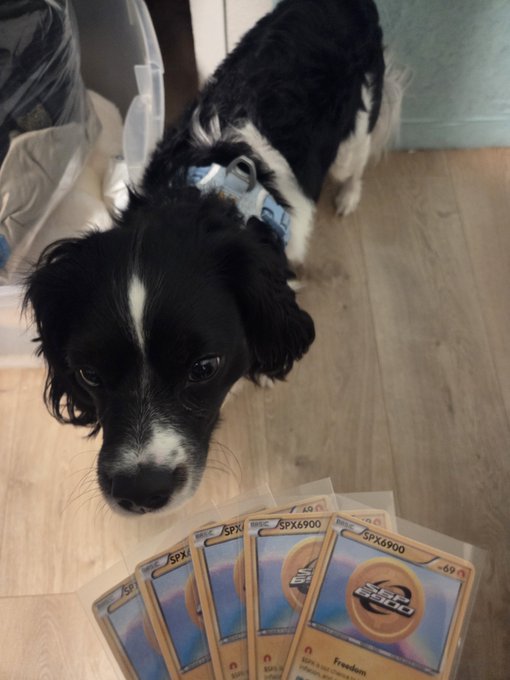A black-and-white dog wearing a harness looks down at a fan of Pokémon trading cards, several marked “SPx6900,” with one card prominently showing “FREEDOM” and a +69 symbol.