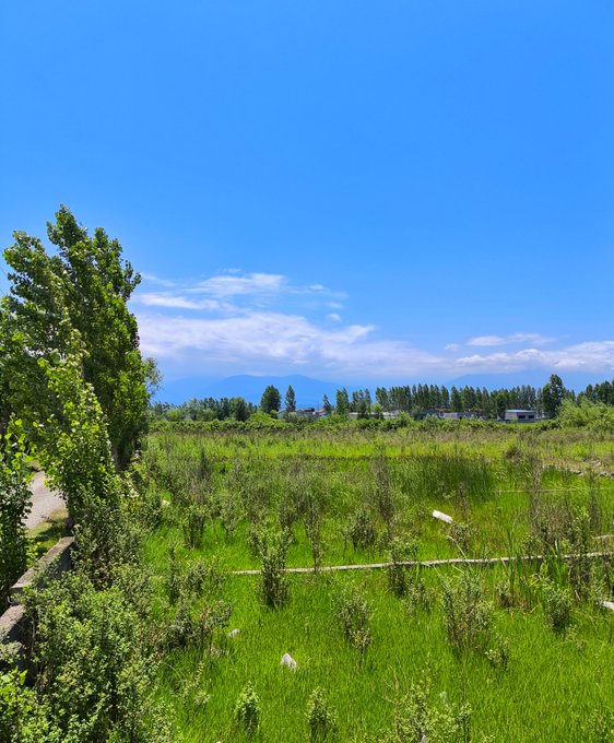 A scenic landscape featuring a lush green field with wild vegetation, trees on the left, and distant mountains under a bright blue sky with scattered clouds.