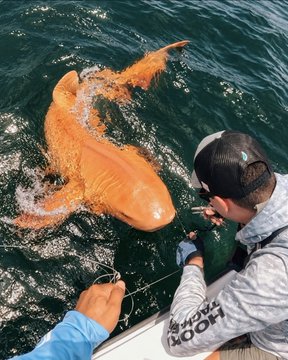 A person wearing a baseball cap reels in a large orange fish (likely a goldfish or koi) from the side of a boat, with the fish visible at the water's surface.